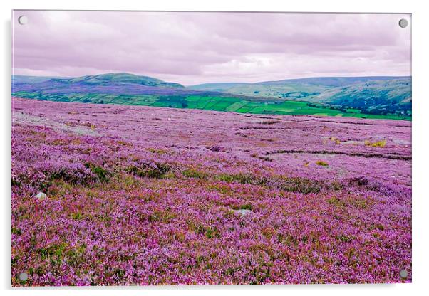   Heather in Bloom in Swaledale - Variation Acrylic by Gisela Scheffbuch