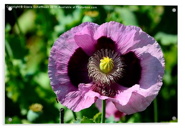 Lilac  Poppy Flower Acrylic by Gisela Scheffbuch