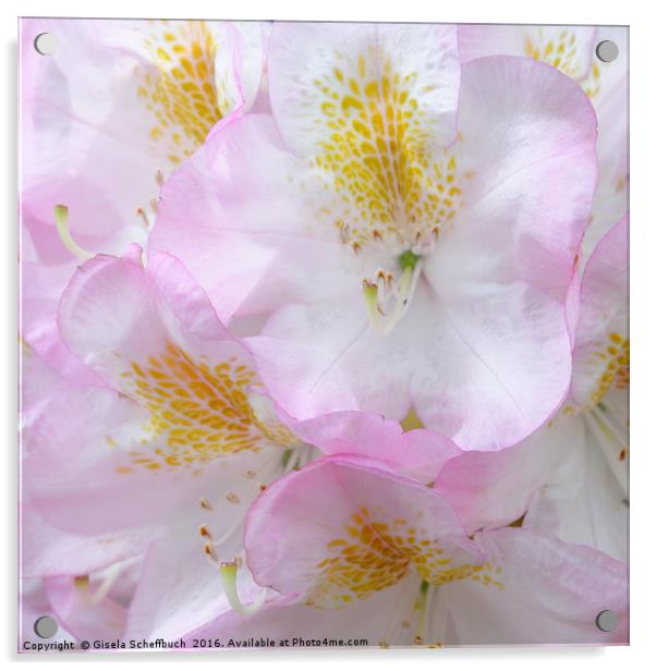 Rhododendron Dream Acrylic by Gisela Scheffbuch