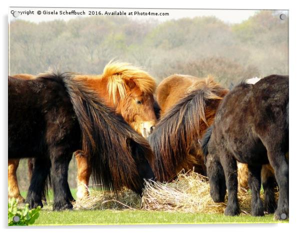 Shetland Ponies Acrylic by Gisela Scheffbuch