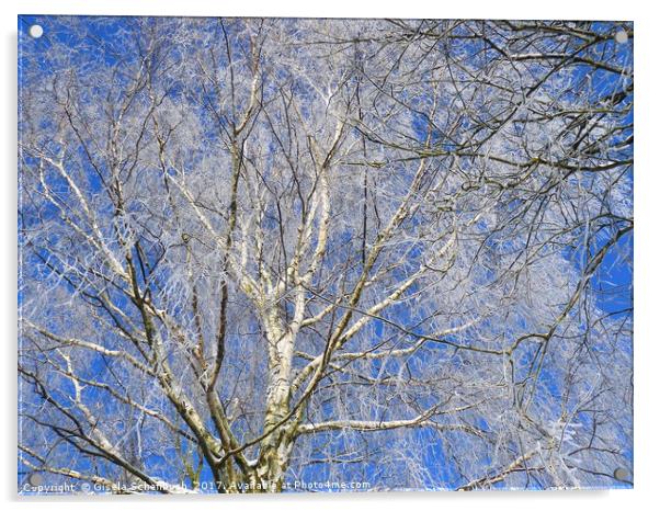 Hoar Frost Acrylic by Gisela Scheffbuch