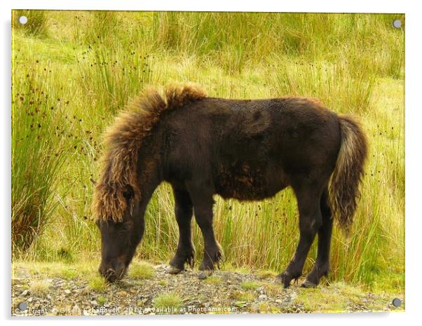 Chestnut Pony in the Black Mountain Acrylic by Gisela Scheffbuch