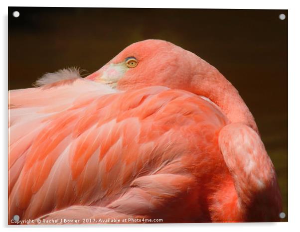 Pretty Flamingo Acrylic by RJ Bowler