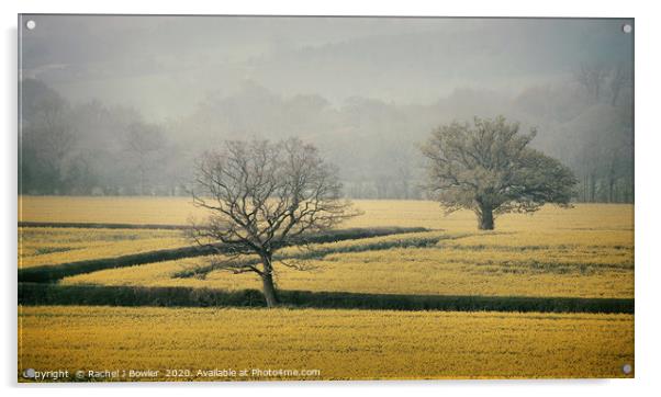 Golden Fields of England Acrylic by Rachel J Bowler