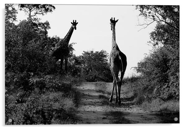 Caution! Giraffe Crossing Acrylic by Vince Warrington