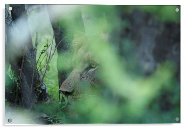 Hiding In The Bush... Acrylic by Vince Warrington