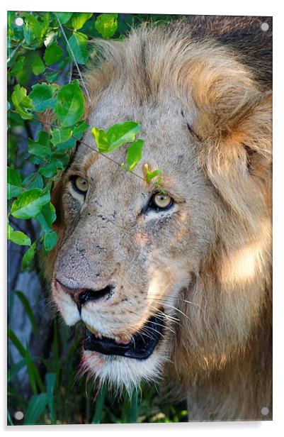 Lion After A Kill Acrylic by Vince Warrington