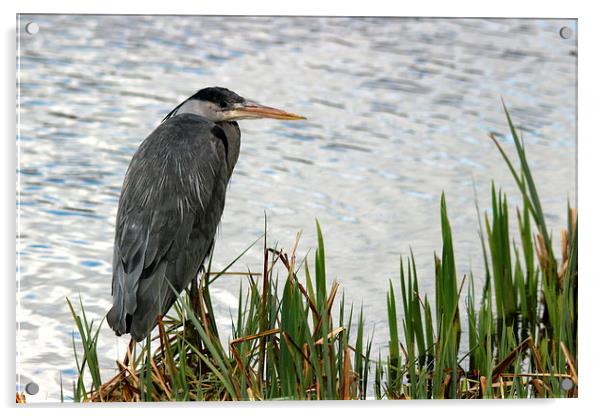 Grey Heron Ardea cinerea Acrylic by Andy Wickenden