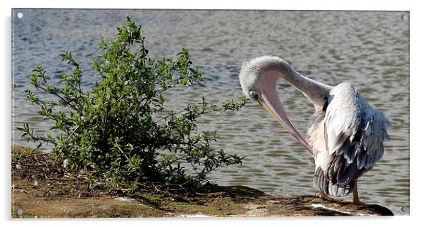 Pink backed Pelican Acrylic by Andy Wickenden