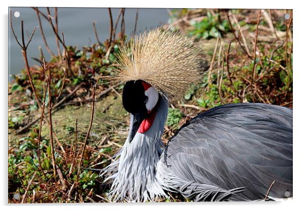 African Crested Crane Acrylic by Andy Wickenden