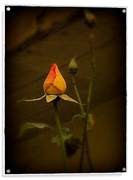 Timeless Rose Acrylic by carol hynes