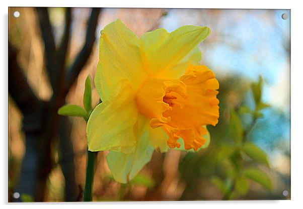 Daffodil Textures Acrylic by carol hynes