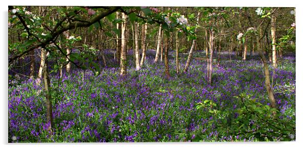 Romantic Woods Acrylic by carol hynes