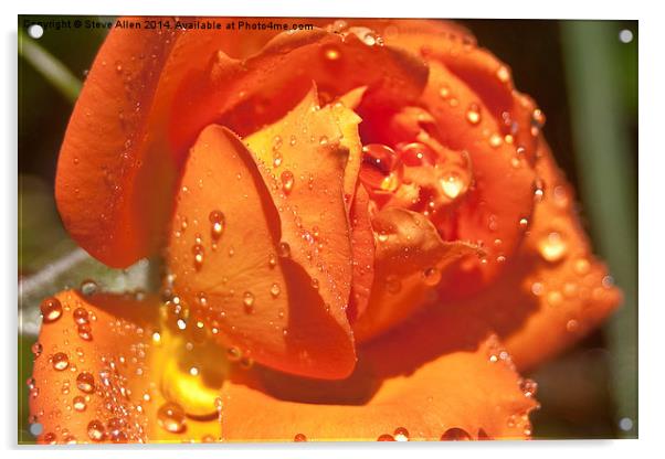 Watered Rose Acrylic by Steve Allen