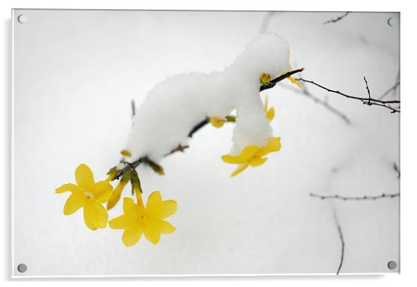 Yellow Winter Jasmine with snow Acrylic by Matthias Hauser