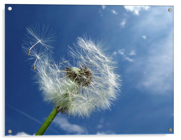 Dandelion and blue sky Acrylic by Matthias Hauser