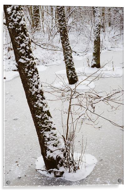 Snowy trees in frozen pond Acrylic by Matthias Hauser