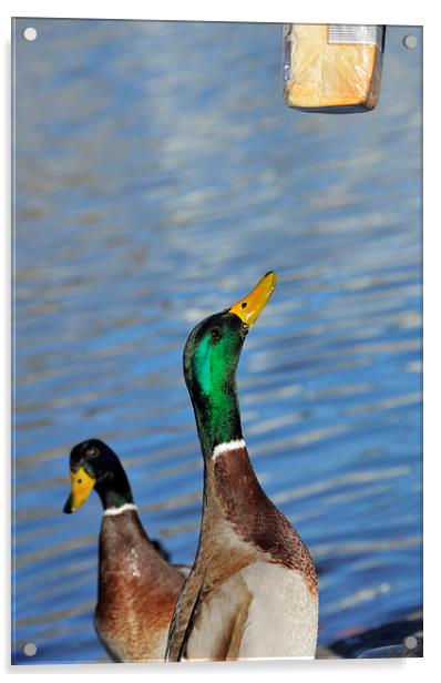 Hungry duck Acrylic by Matthias Hauser