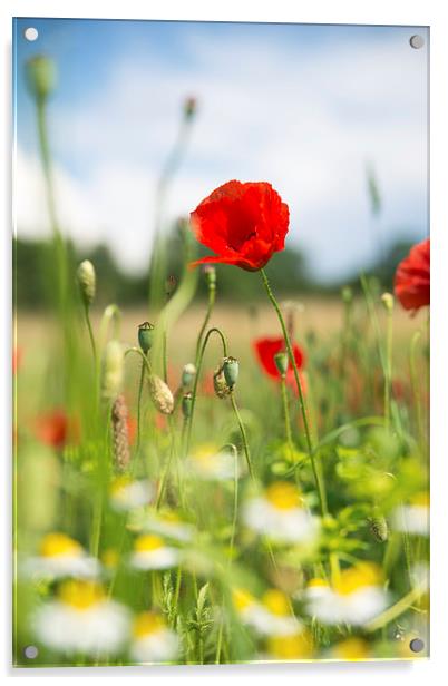 Summer meadow with red poppy Acrylic by Matthias Hauser