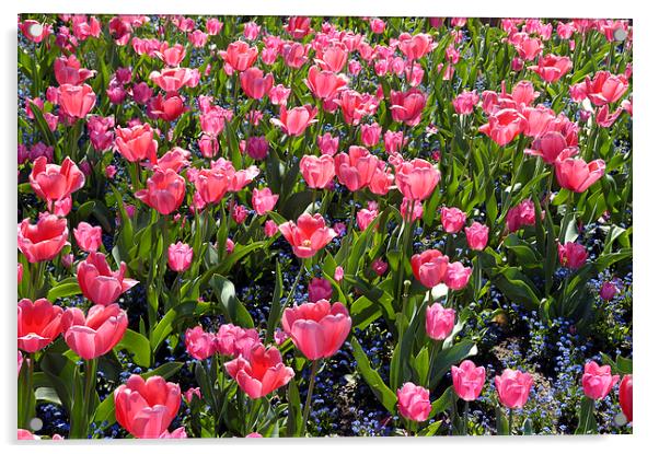 Pink tulips Acrylic by Matthias Hauser