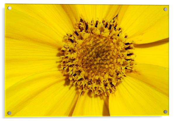 Yellow flower detail Acrylic by Matthias Hauser