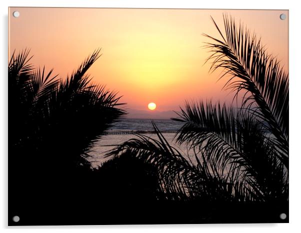 sunrise and palms Acrylic by caroline hearns