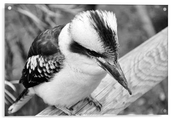 kookaburra Acrylic by Heather Wise