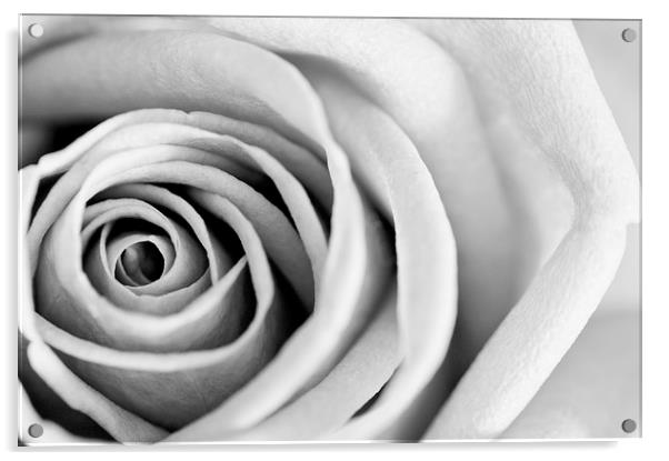 Black and White Rose in Bloom Acrylic by Heather Wise