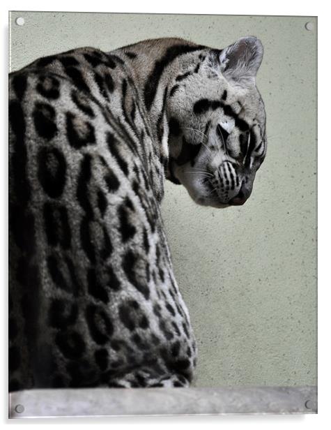 Ocelot Wild Cat Acrylic by Heather Wise