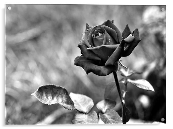 Red Rose in Black and White Acrylic by Heather Wise