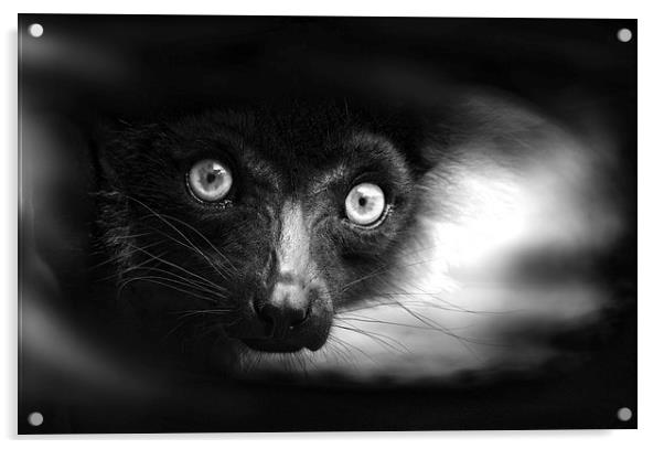 Peeking Ring-Tailed Lemur in Black and White Acrylic by Heather Wise