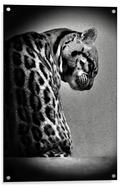Ocelot Wild Cat in Black and White Acrylic by Heather Wise