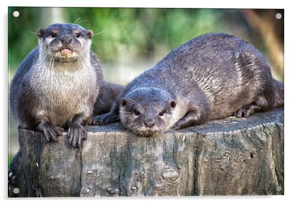 pair of asian short clawed otters Acrylic by keith franklin