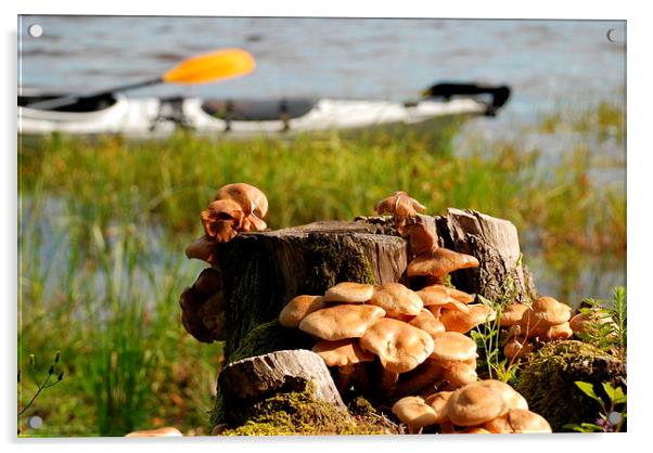 Viksjön, Sweden, kayak and mushrooms Acrylic by Peter Bundgaard Kris