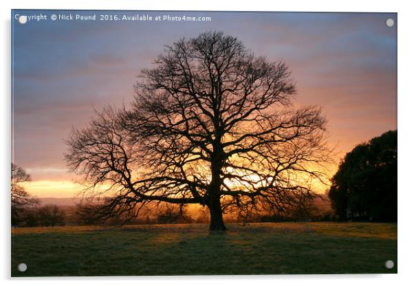 Tree and Winter Sunset Acrylic by Nick Pound