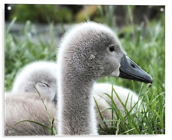 Baby swan Acrylic by sean clifford