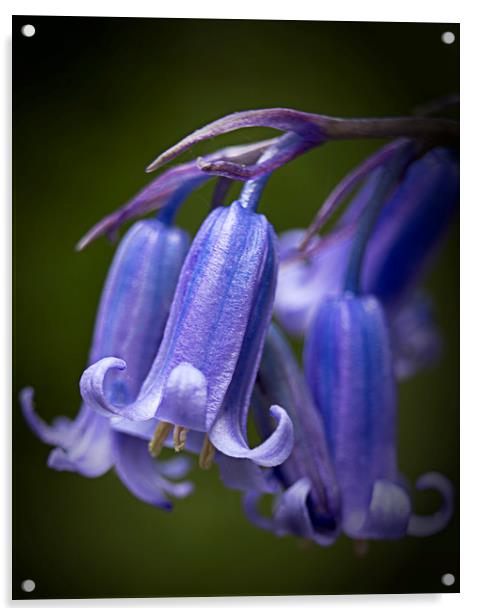 Blue Bells Acrylic by sean clifford