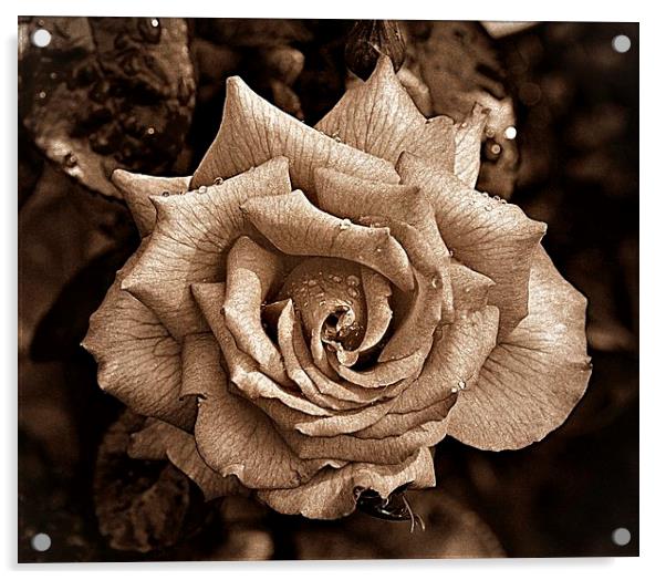 Sepia Rose Acrylic by Julia Whitnall