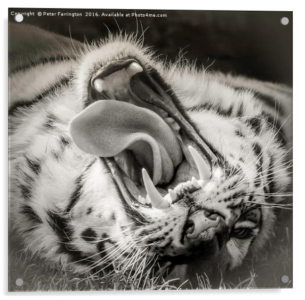 Tiger Roar Acrylic by Peter Farrington