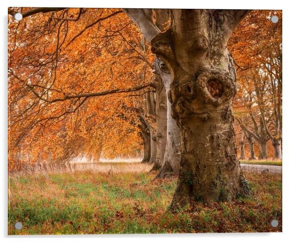 Beech tree avenue Dorset  Acrylic by Shaun Jacobs
