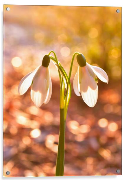Snow drops at sunrise  Acrylic by Shaun Jacobs