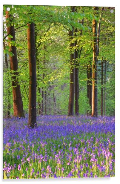 Bluebells in the morning  Acrylic by Shaun Jacobs