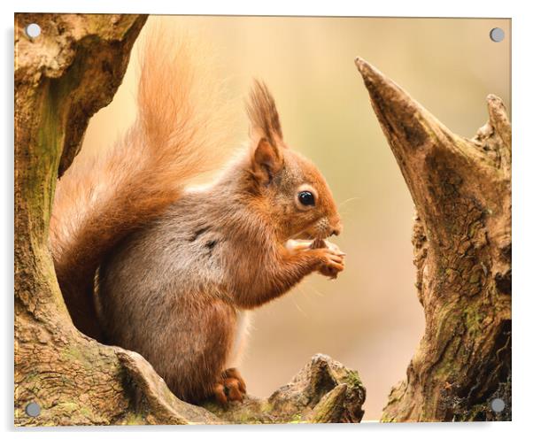 A red squirrel holding a nut  Acrylic by Shaun Jacobs