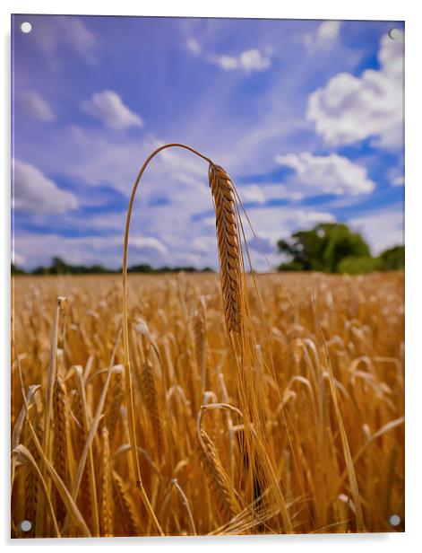  Ear of Barley in a field  Acrylic by Shaun Jacobs