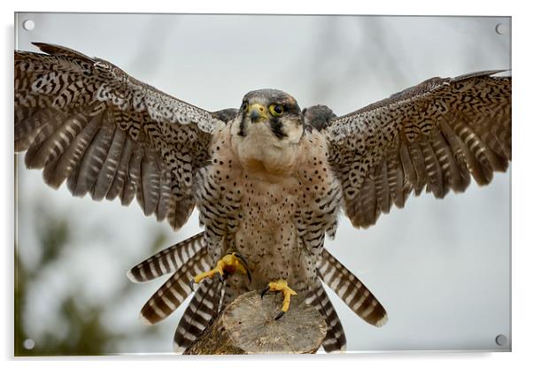  Peregrine Falcon coming into land  Acrylic by Shaun Jacobs