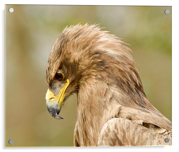  Golden eagle  Acrylic by Shaun Jacobs