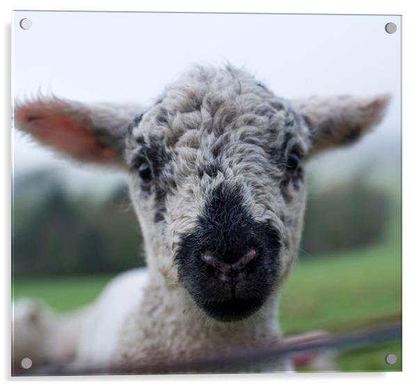 Spring Lamb  Acrylic by Shaun Jacobs