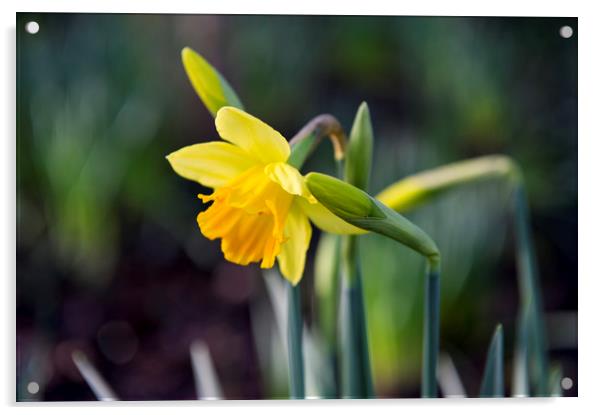 Daffodils  Acrylic by Shaun Jacobs