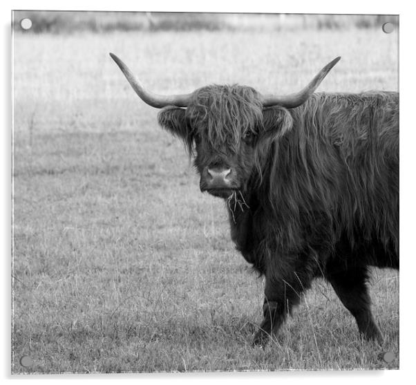 Highland cow  Acrylic by Shaun Jacobs