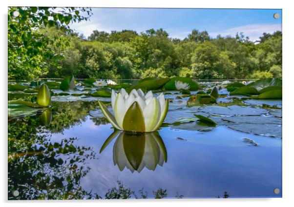 Water lily reflection  Acrylic by Shaun Jacobs